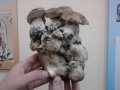 Funghi Speciali - cespoporcini